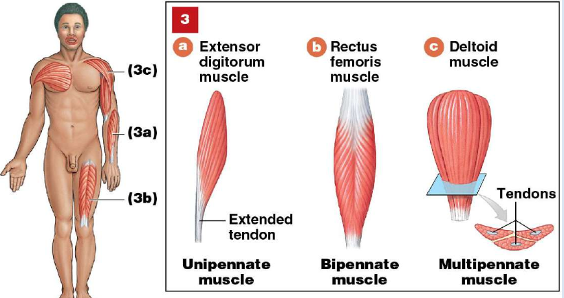 <p>Pennate Muscle</p><ul><li><p>Fascicles <strong>form an angle with the tendon</strong></p></li><li><p>Do <strong>not move as far</strong> as parallel muscles</p></li><li><p>Contain <strong>more myofibrils</strong> than parallel muscles</p></li><li><p>Develop <strong>more tension</strong> than parallel muscles</p></li></ul><p></p>