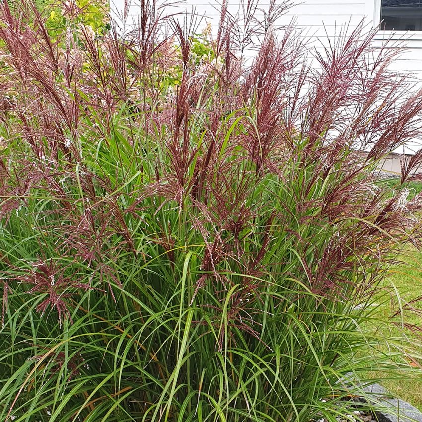 <p>Miscanthus sinensis</p>