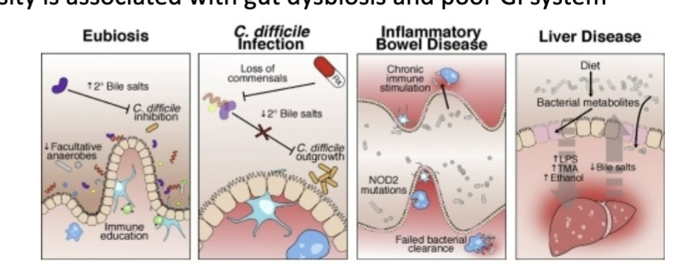 <p>gut dysbiosis and poor GI function and disease</p>