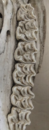 <p>_______ is a crown pattern with transverse cusps with intervening valleys, grinding teeth</p><ul><li><p>Herbivores</p></li></ul><p></p>