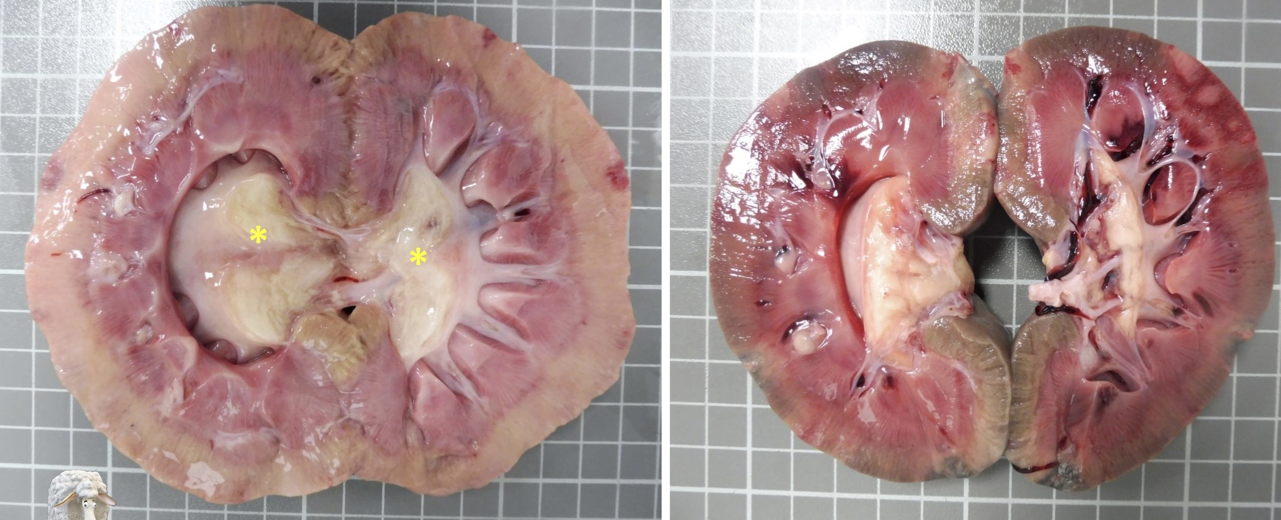 <p>Patogenia </p>