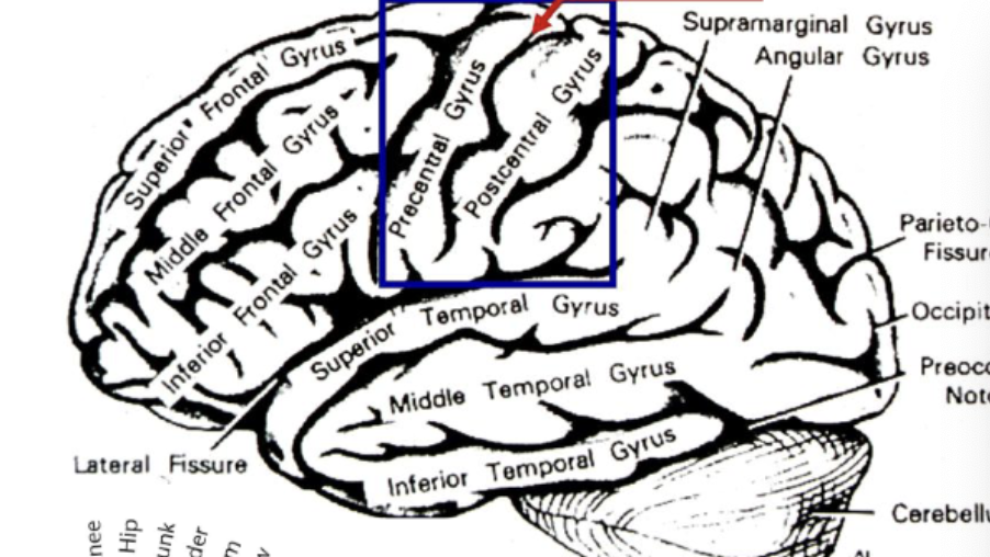 <p>postcentral gyri</p>