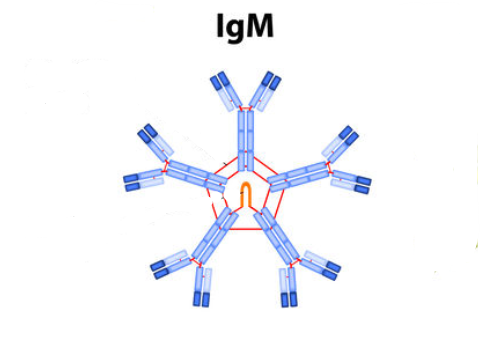 <p>main </p><p>innate immunity, is a pentameter, helps with agglutination</p>