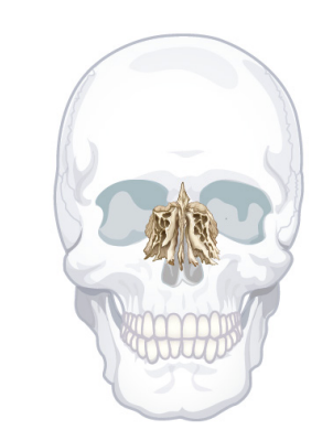 <p>cranial bone but also contributes to the facial skeleton <br>hangs down from the ethmoid notch of frontal bone between orbital plates of frontal bone<br>contributes to the: walls of orbit, lateral walls of nasal cavity, and bony nasal septum</p>