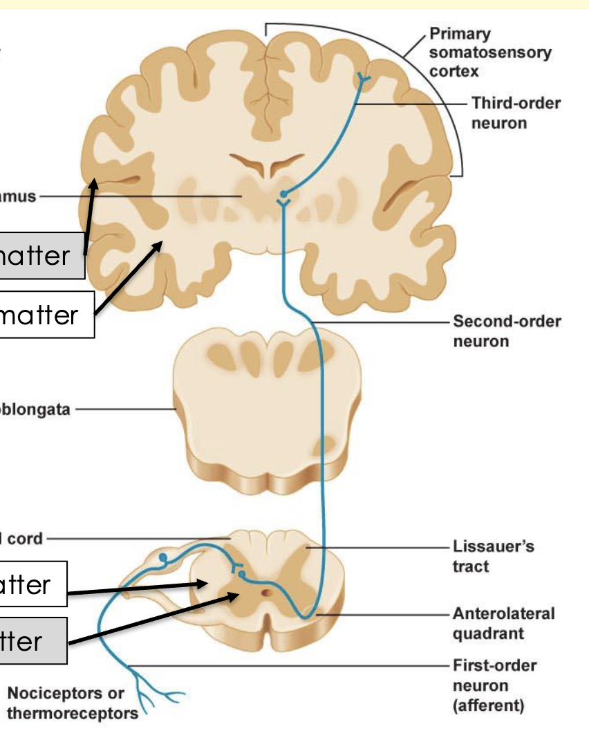 <p>Spinothalamic pathway</p>