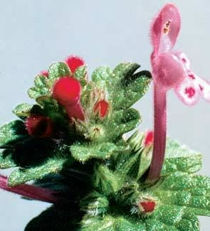 <p>Identify the weed</p>