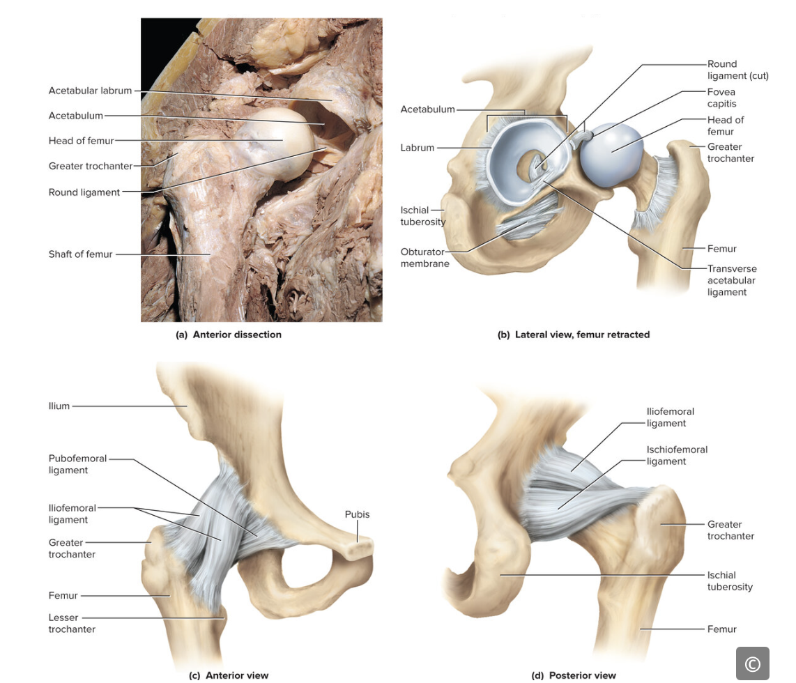 <p>a large ball-and-socket joint where the head of your thigh bone (femur) connects to the cup-shaped socket (acetabulum) of your pelvis</p>