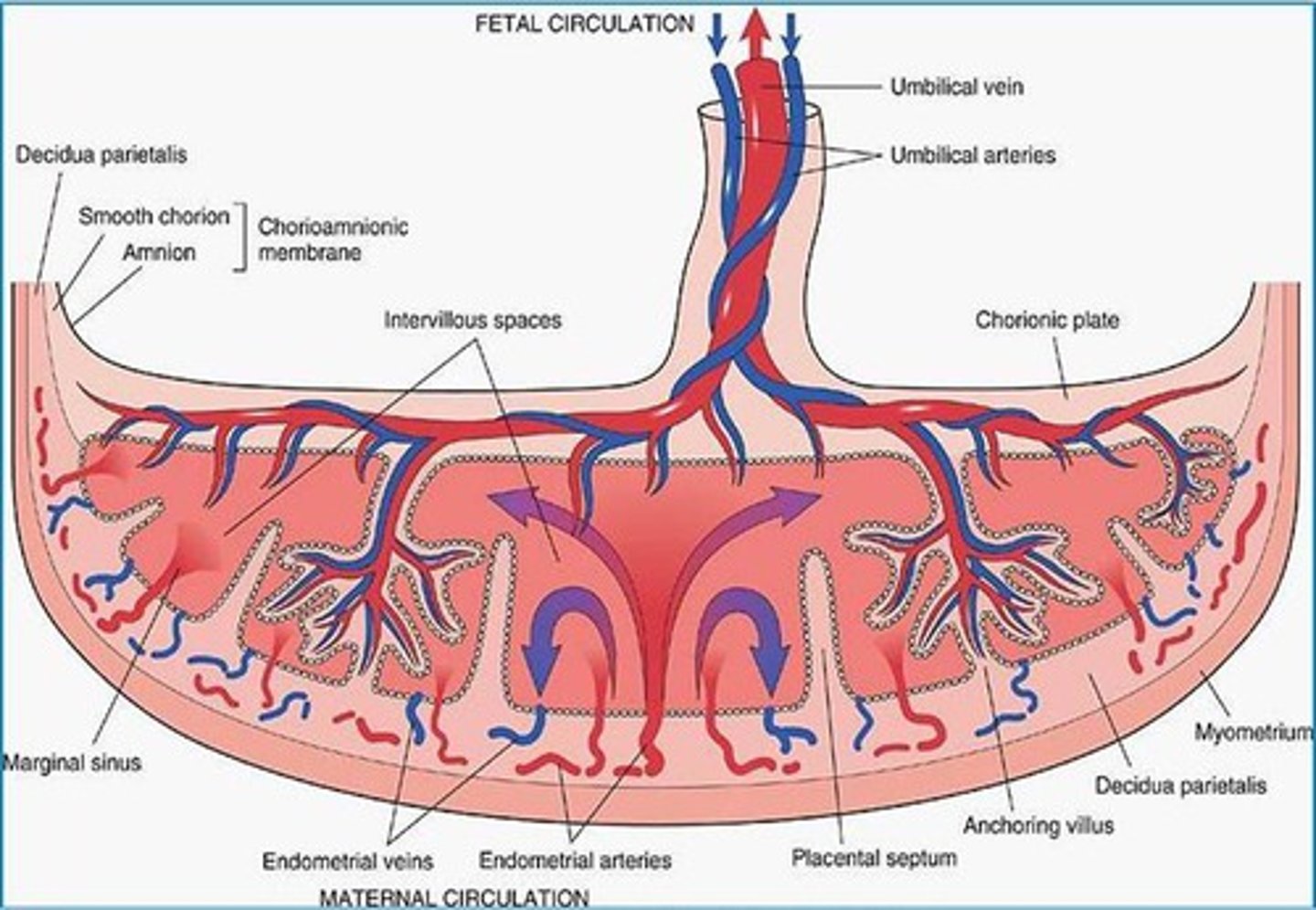 <p>The part of the mother that provides continuous nourishment to the developing foetus</p>