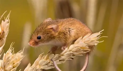<p>what species is this </p>