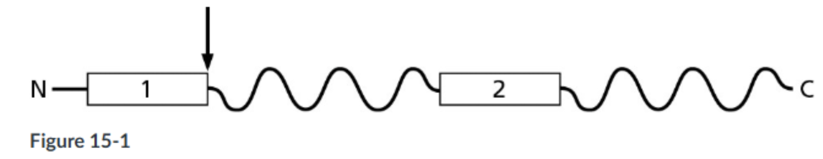 <p><span><strong>Figure 15-1 shows the organization of a protein that normally resides in the plasma membrane. The boxes labeled 1 and 2 represent membrane-spanning sequences, and the arrow represents a site of action of signal peptidase. Given this diagram, which of the following statements must be true?</strong></span></p><p></p>