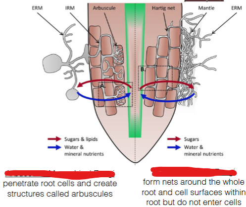 <p>specialized hyphae</p>