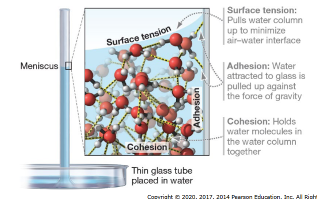 <p>Surface tension: pulls water column up to minimize air-water interface</p><p>Adhesion: water attracted to glass is pulled up against the force of gravity</p><p>Cohesion: Holds water molecules in the water column together</p>