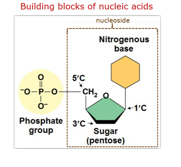 <p>nitrogenous base,</p><ul><li><p>pyrimidines C T U</p></li><li><p>purines A G</p></li></ul><p>phosphate group,</p><ul><li><p>connected to nucleotide with phosphodiester bonds</p></li></ul><p>sugar - ribose/deoxyribose</p><p></p><p>DNA - contain genetic info</p><p>RNA - carries copes if othat into tocytoplasm for protein synthesis</p><p>ATP - nucleotide as energy</p>