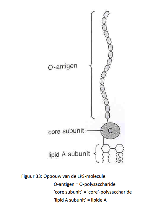 <p>- <strong>een LPS-moleculen:</strong></p><ul><li><p>is opgebouwd uit een vetcomponent, namelijk het lipide A, en twee suikercomponenten, met name het core-polysacchariden en het O-polysacchariden</p></li><li><p>het lipide A zit ingenesteld in de buitenste fosfolipidelaag, waarbij de twee suikercomponenten (hydrofiel) aan de buitenkant van de cel gelegen zijn</p></li></ul><p></p><p>- <strong>porines</strong>:</p><ul><li><p>zijn eiwitten die voorkomen in de buitenste membraan</p></li><li><p>zij functioneren als kanaaltjes voor het binnenkomen en het weggaan van kleine hydrofiele stoffen</p></li></ul><p></p><p>- <strong>lipoproteïnen</strong>:</p><ul><li><p>zijn eiwitten waaraan een vetcomponent gebonden zit</p></li><li><p>dergelijke eiwitten bevinden zich in het periplasma</p></li><li><p>door de lipoproteïnen wordt de buitenste membraan aldus stevig verankerd aan de peptidoglycaanlaag</p></li></ul><p></p>