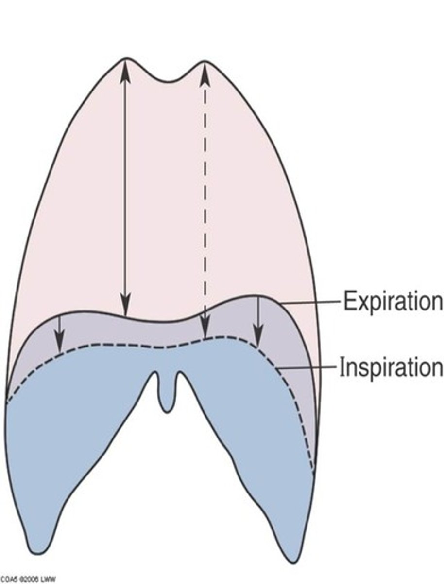 <p>increases volume by contraction and downward movement of the diaphragm</p>