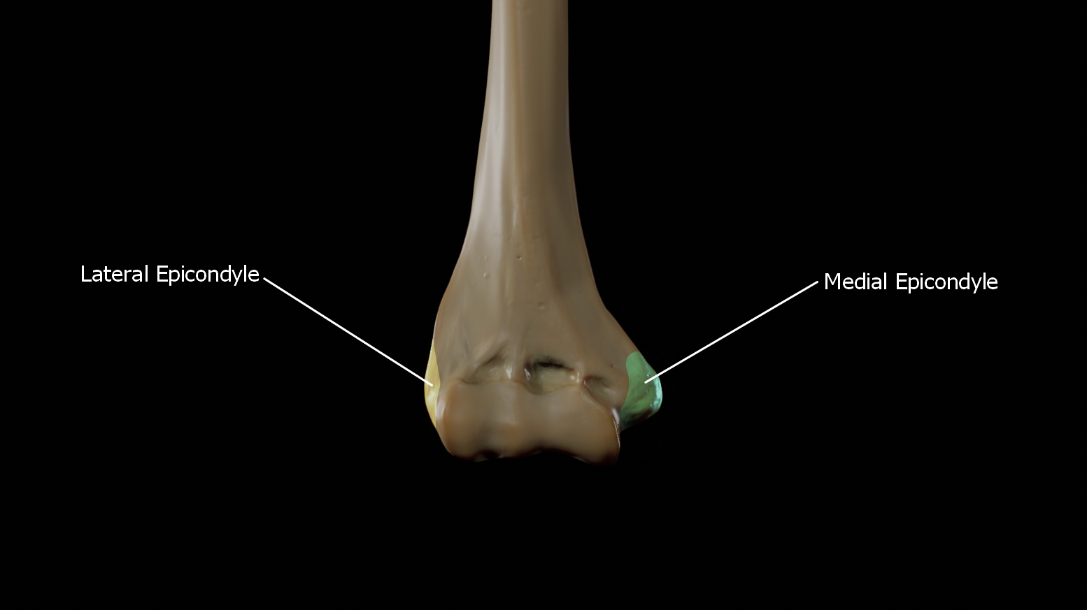 <p>smaller bony prominences just above the condyles</p>