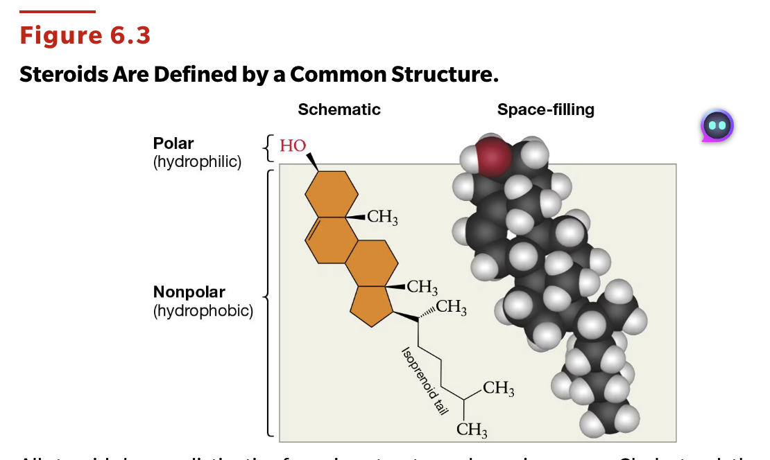 <p>A steroid has a four-ring structure with an isoprenoid tail. At the very top is a hydroxyl group. <br><br>Look at image, which is cholesterol!</p>