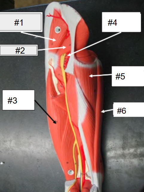 <p>What is #5? (Thigh, posterior view, superficial muscles removed)</p>