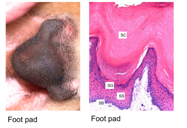 <ul><li><p>foot pads</p></li></ul><p></p>