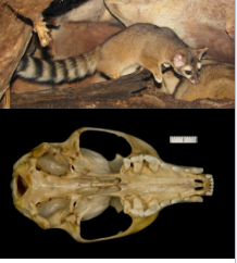 <p>Ringtails, coati, kinkajou, raccoon.</p>