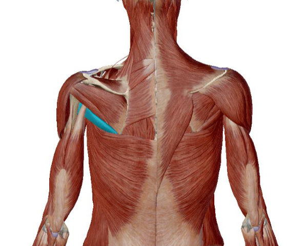 <p>what muscle is this </p>