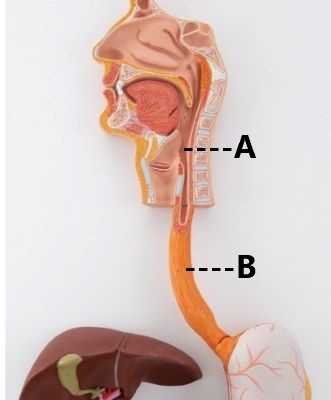<p>A</p>