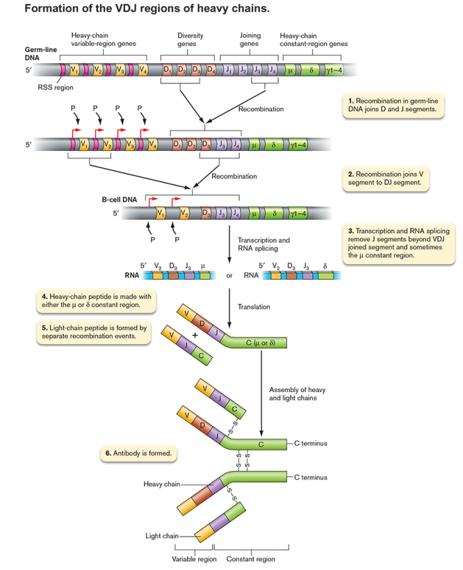 <ul><li><p>Each B cell produces only one kind of antibody </p></li><li><p>Ability to respond to anything out there depends on millions of different B cells, millions of different antibodies </p></li><li><p>diversity is created by uniquely splicing DNA segments in each B cell</p></li><li><p>Similar processes result in TCR diversity</p></li></ul><p></p>