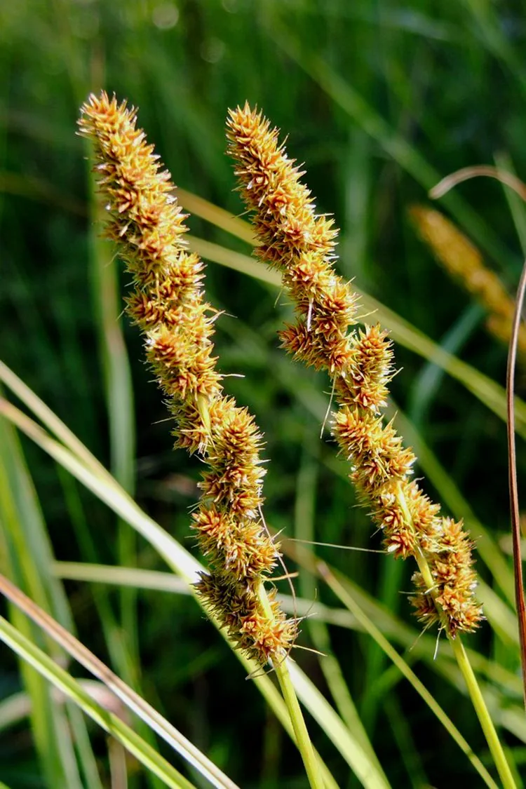 <p>Fox sedge</p>