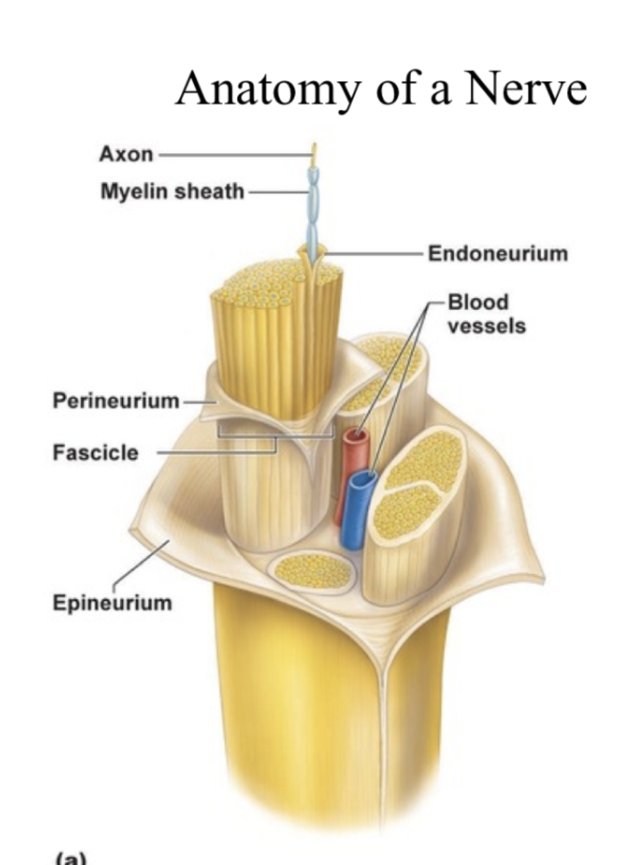 <p></p><p>Nerve Fiber Types:</p><ul><li><p>Sensory (afferent)<br>- somatic<br>- visceral</p></li><li><p>Motor (efferent)<br>- somatic<br>- visceral </p></li><li><p>mixed</p></li></ul><p></p>