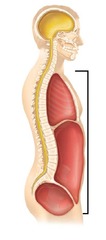<p>located along the front of the body, contains the body organs that sustain homeostasis; separated by the diaphragm</p>