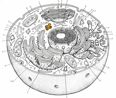 <p>The bundles of micro-tubules that play a role in organizing the movement of chromosomes during cell division</p>