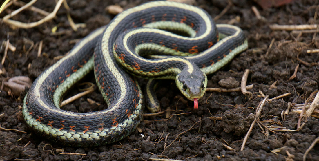 <p>Thamnophis sirtalis</p><ul><li><p>Family Colubridae</p></li><li><p>Suborder Ophidia (Serpentes)</p></li><li><p>Order Squamata</p></li><li><p>Subclass Lepidosauria</p></li></ul><p></p>