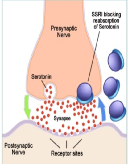 <ol><li><p>START: dendrite; post synaptic cleft (when they already receive the information from transmission from the end of another neuron)</p></li><li><p>processes in the cell body (nucleus)</p></li><li><p>goes to myelin, goes to myelin sheath (myelin sheath is to protect the chemical signal); Node of Ranvier: gap between the myelin</p></li><li><p>goes through the synapse (graph included)</p></li><li><p>END: presynaptic cleft, reaches the terminal buttons (imagine the terminal button is connected to the top of another neuron (aka dendrite)</p></li></ol><p></p>