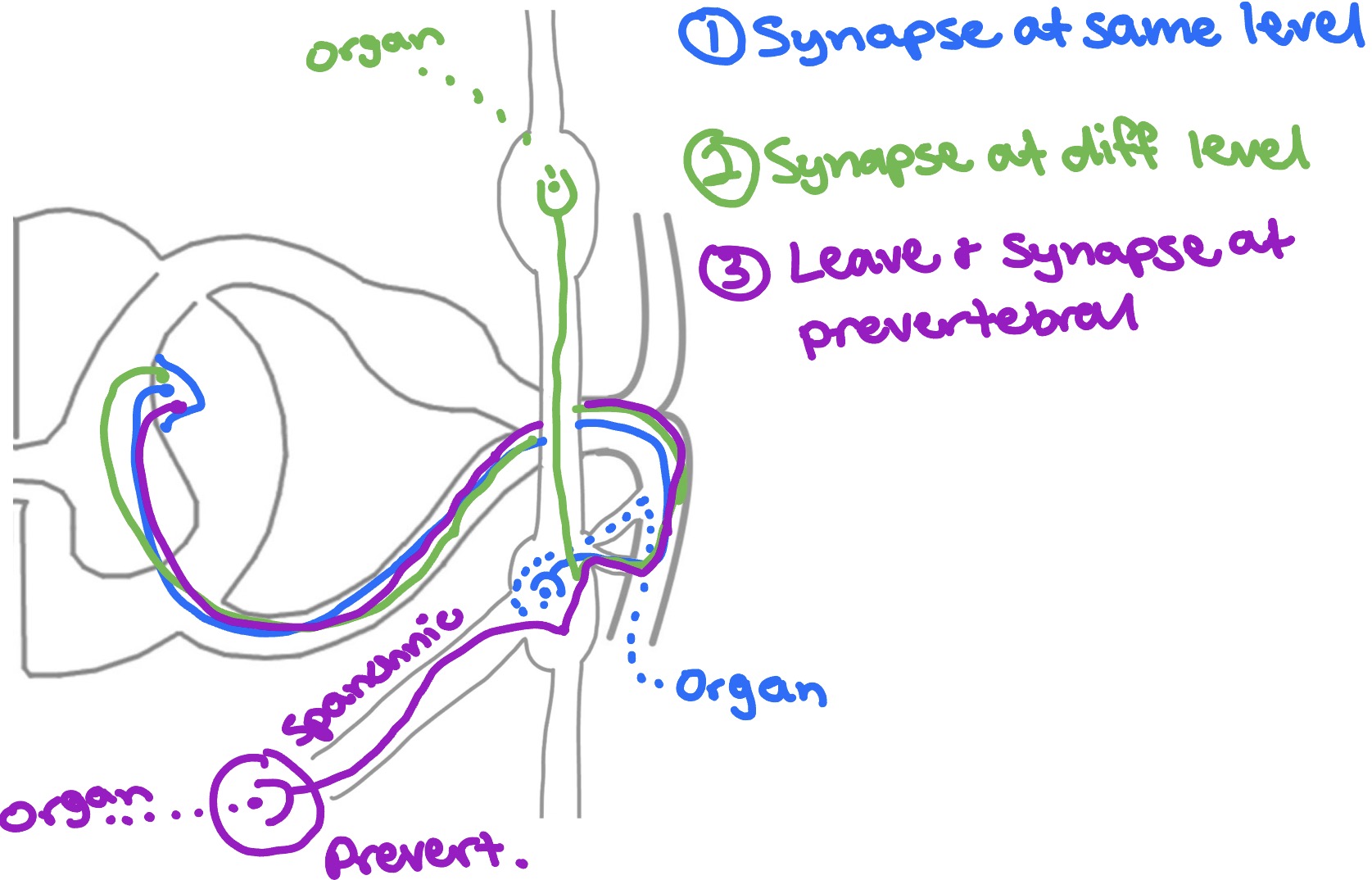 <p>3 options for pathways:</p><ul><li><p><span style="color: rgb(31, 32, 234);">1. Synapse at same level</span></p></li><li><p><span style="color: rgb(9, 173, 14);">2. Synapse at different level</span></p></li><li><p><span style="color: rgb(143, 47, 242);">3. Leave &amp; synapse at prevertebral (Spanchnic nerve)</span></p></li></ul><p></p>