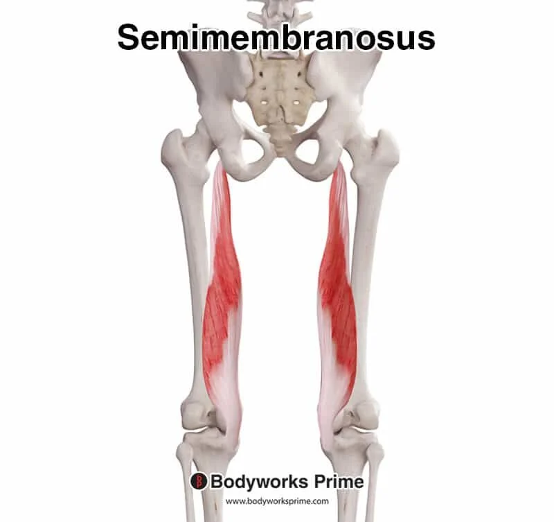 <p>Semimembranosus</p>