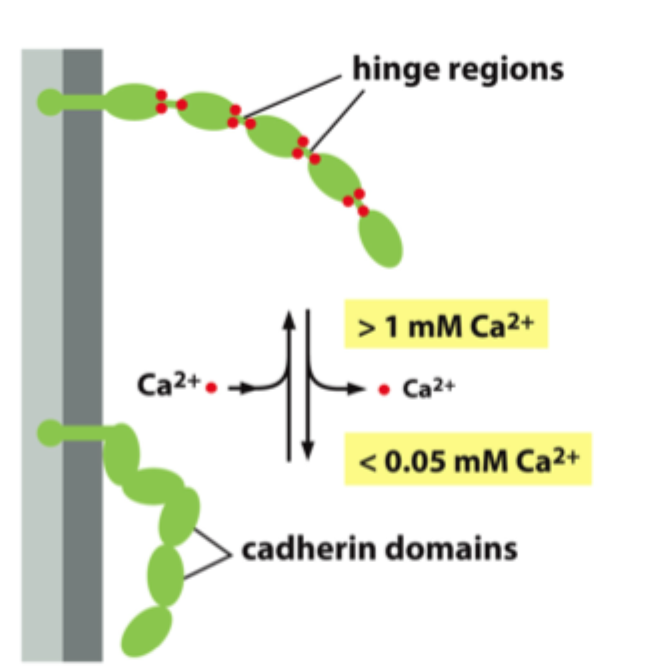 <p>De bliver mere <strong>fleksible</strong>, kollapser lettere og kan ikke binde effektivt til naboceller.</p>