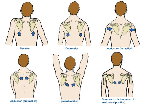 <p>ADducting the scapula (bring shoulder blades together)</p>