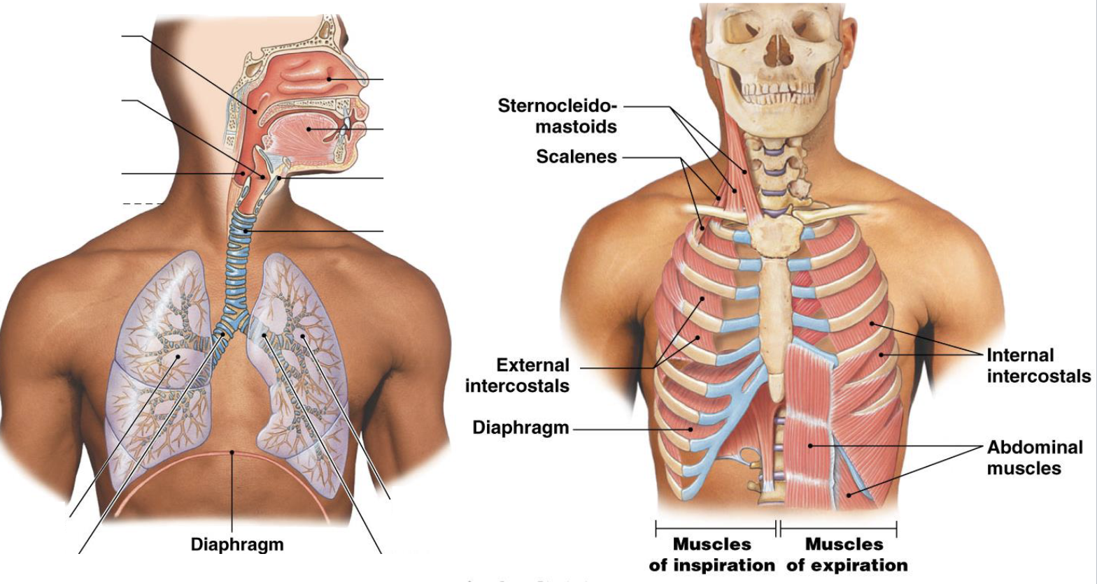 <ul><li><p>change the volume of the thoracic cavity, which alters the pressure in the lungs and creates the pressure gradients for airflow</p></li><li><p>skeletal muscles do the work to expand the chest wall and because the pleural sac is stuck to it, it just follows</p></li><li><p>the lungs and muscles have opposing forces as the tension is in opposite direction as the chest wall expands outward, the elasticity of the lungs wants to go inward</p></li><li><p>external and internal intercostals help expand and contract</p></li></ul><p></p>