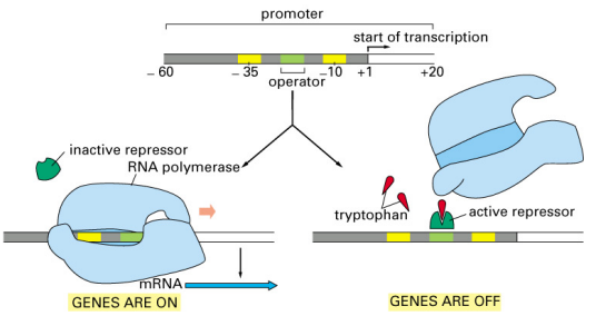 <ul><li><p><strong>Trp binds the repressor</strong> (repressor alone is <strong>inactive</strong>), causing a conformational change</p></li><li><p>This allows the repressor to <strong>bind the <em>trp</em> operator</strong>, <strong>blocking transcription</strong></p></li><li><p><strong>Low [Trp]:</strong> repressor does <strong>not</strong> bind operator → operon is <strong>transcribed</strong> (<strong>genes ON</strong>)</p></li><li><p><strong>High [Trp]:</strong> repressor is <strong>activated</strong> by Trp → binds operator → <strong>genes OFF</strong></p></li><li><p>This is an example of <strong>feedback inhibition</strong> — the end product (Trp) shuts down its own biosynthesis pathway</p></li></ul><p></p>