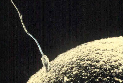 <p>Male sex cell</p>
