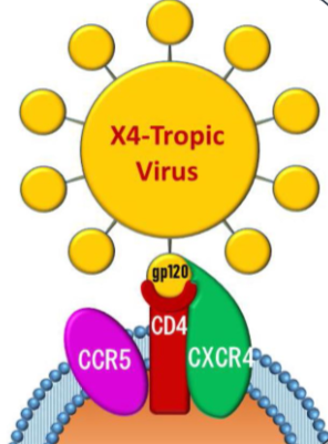 <p>What type of cell does this HIV target?</p>