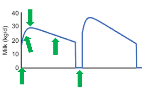 <ol><li><p>milk production begins when a cow gives birth</p></li><li><p>milk production increases rapidly</p></li><li><p>milk production peaks between 6-13 weeks after birth (bred again here)</p></li><li><p>Gradual decline</p></li><li><p>Dry period before next calving</p></li></ol><p></p>