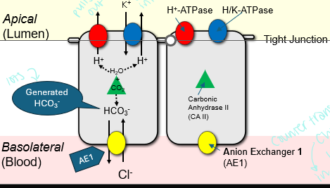 <p>Secrete hydrogen ions via apical H+(/K+)-ATPase and reabsorb bicarbonate and potassium</p>