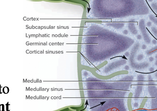 <p>outer cortex (with germinal centers) and inner medulla</p>