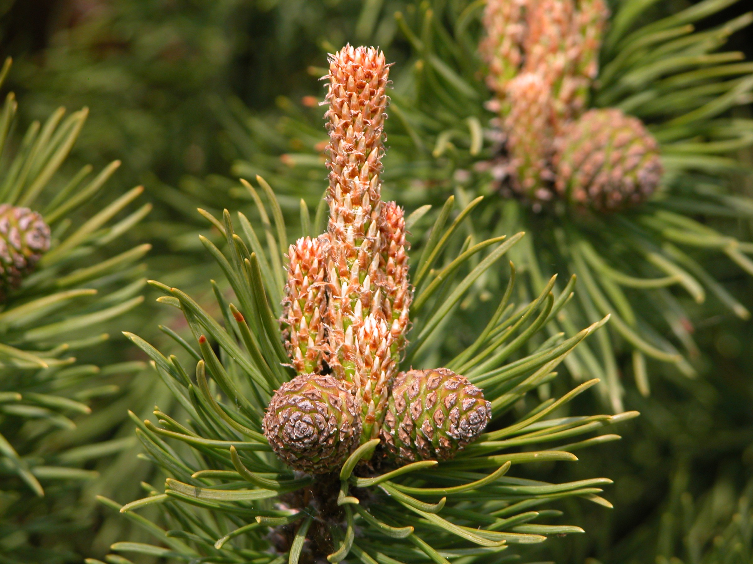 <p>Pinaceae</p><p>borovice kleč - <em>Pinus mugo</em></p><ul><li><p>má takovéto dik dik šištice</p></li></ul><p></p>