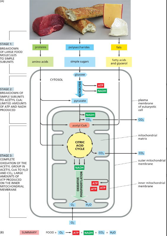<p>stage 2 of catabolism where it splits each molecule of glucose (6C) into 2 smaller molecules of pyruvate (3C)</p><ul><li><p>this is an <strong>anaerobic </strong>process!</p></li><li><p>takes place in <strong>cytosol</strong></p></li><li><p><u>produces 2 activated carriers:</u> ATP and NADH</p></li></ul><p>pyruvate then transferred into the matrix of mitochondria where a big enzyme complex <strong>converts each pyruvate into CO2 + acetyl CoA</strong></p>