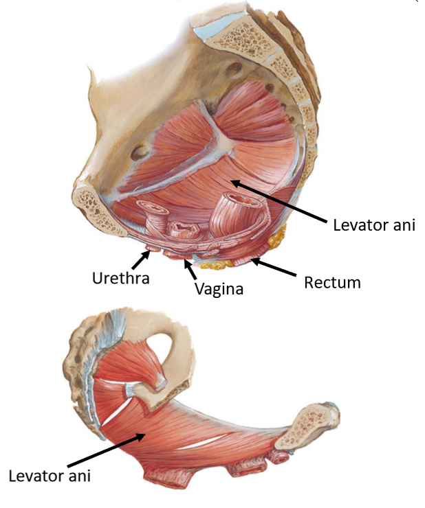 <ul><li><p>Forms <strong>inferior</strong> boundary of pelvic cavity</p></li><li><p>Composed of <strong>muscles</strong> & <strong>connective tissue </strong>(seals off bottom of pelvis)</p></li><li><p>Supports pelvic organs & keeps abdominal organs in place</p></li><li><p>Key muscle group = <strong>levator ani</strong> (3 subgroups of muscles)</p></li></ul><p></p>