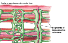 <p>Muscle modified endoplasmic reticulum</p>