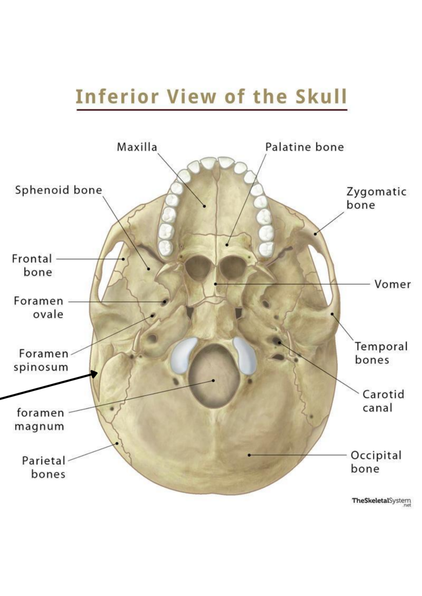 knowt flashcard image