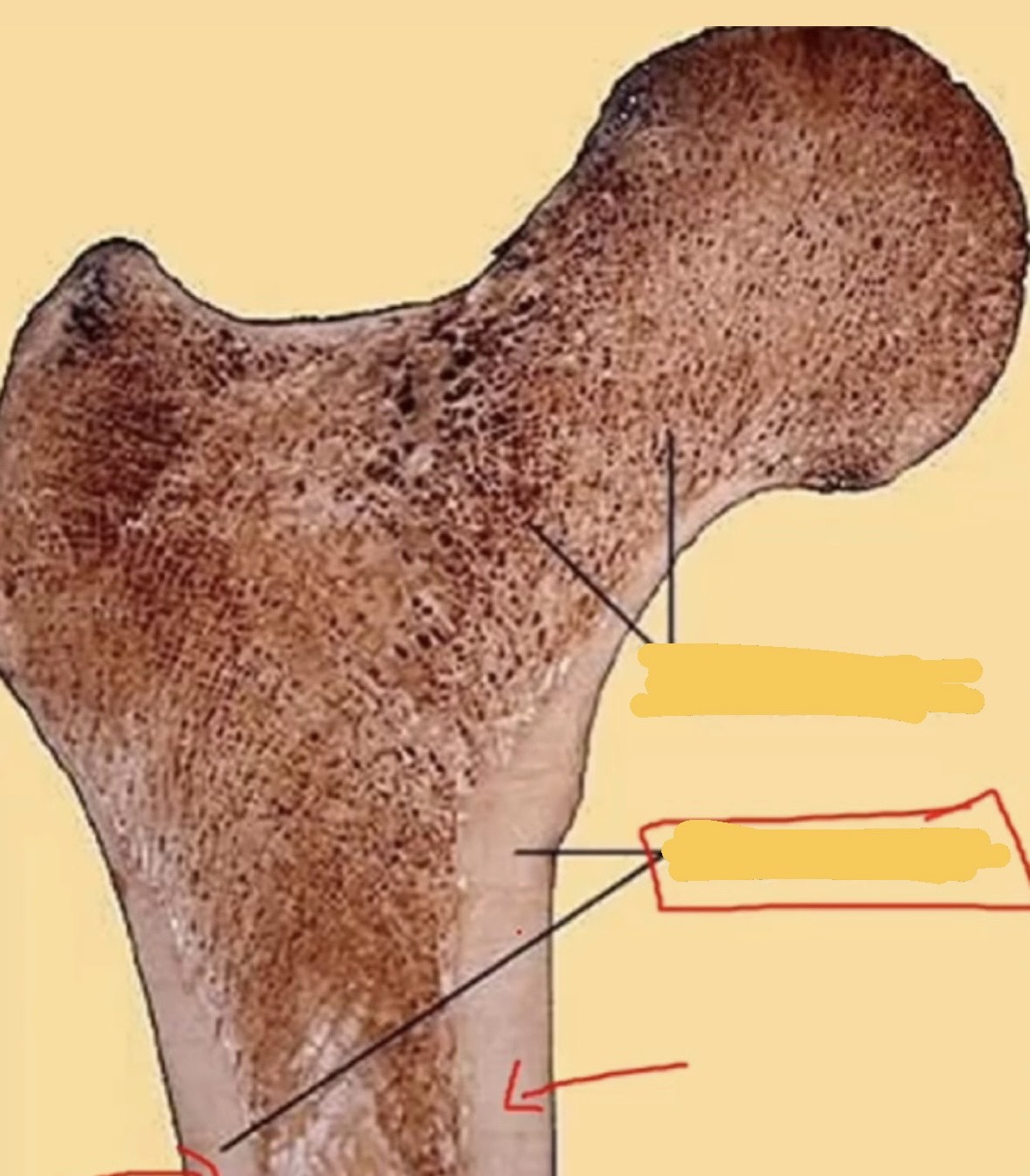 <p>What is this structure as a whole? Long or flat bone?</p>